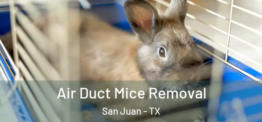  Air Duct Mice Removal San Juan - TX